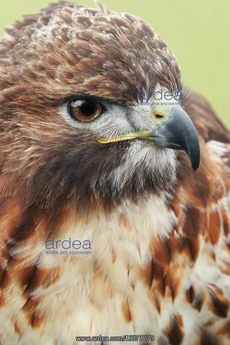 : Red-tailed hawk, Florida : Red-tailed hawk, Florida