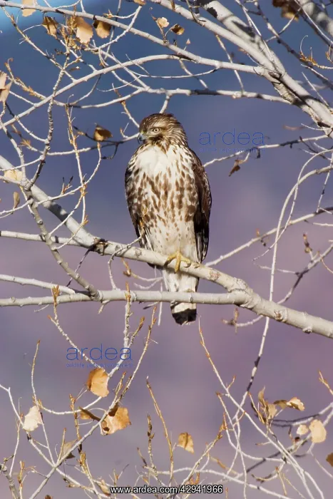 : Red-tailed Hawk - Immature : Red-tailed Hawk - Immature