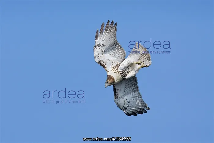 : Red-tailed Hawk - Immature : Red-tailed Hawk - Immature