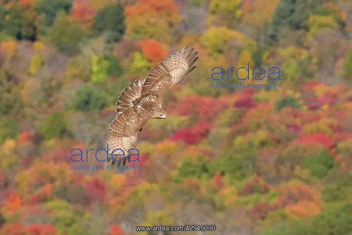 : Red-tailed Hawk, Immature bird in fall migration : Red-tailed Hawk, Immature bird in fall migration