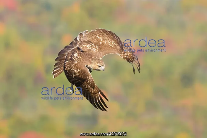 : Red-tailed Hawk, Immature bird in fall migration : Red-tailed Hawk, Immature bird in fall migration