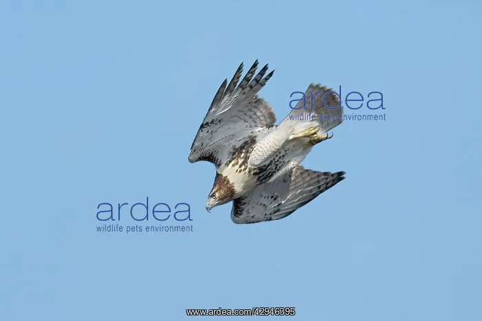 : Red-tailed Hawk - Immature on CT ridge in October : Red-tailed Hawk - Immature on CT ridge in October