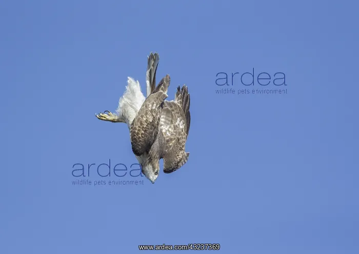 : Red-tailed Hawk Immature in flight One of the : Red-tailed Hawk Immature in flight One of the