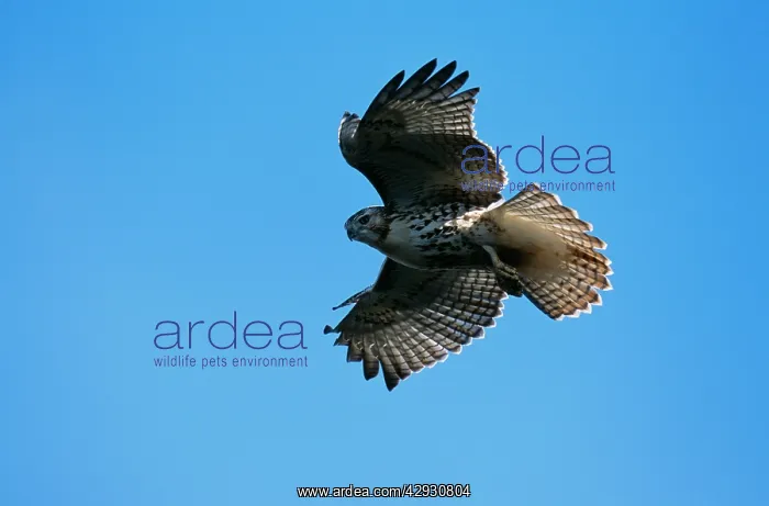 : Red-Tailed HAWK - juvenile, in flight : Red-Tailed HAWK - juvenile, in flight