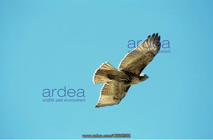 : RED-TAILED HAWK - juvenile in flight : RED-TAILED HAWK - juvenile in flight