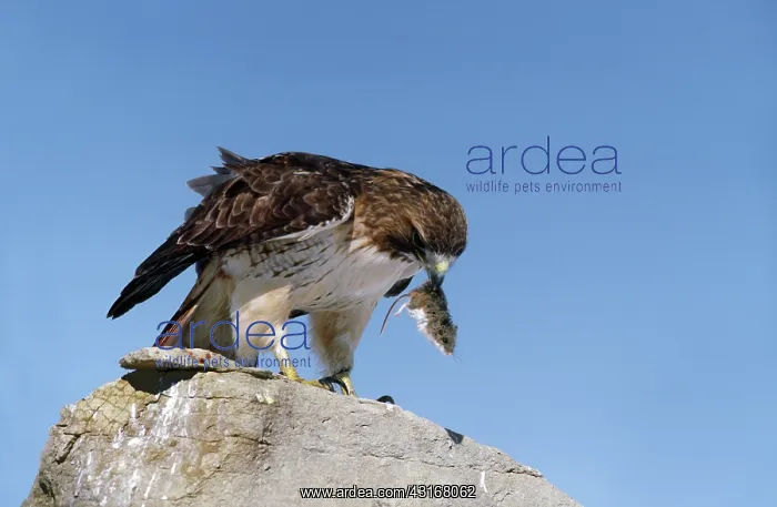 : Red Tailed Hawk with Mouse : Red Tailed Hawk with Mouse