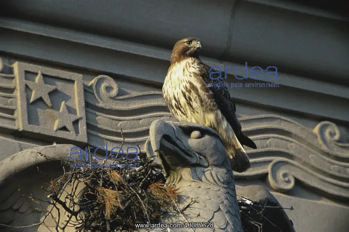 : Red-tailed Hawk at Nest : Red-tailed Hawk at Nest