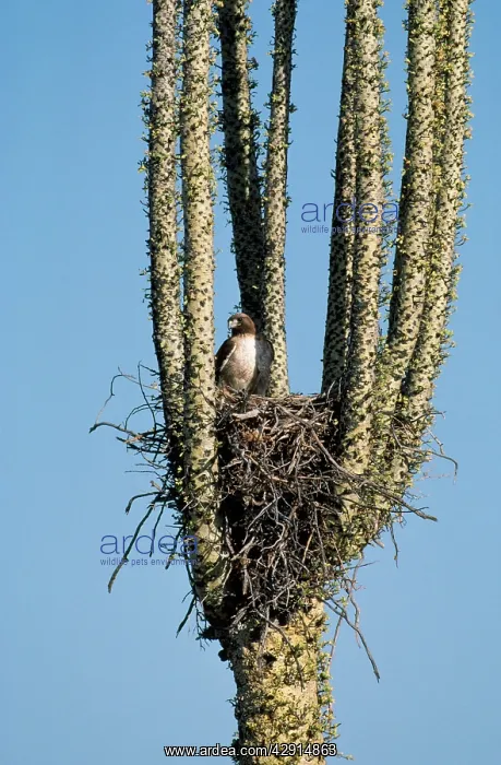 : Red-tailed Hawk - nest in Boojum Tree (Idria columnaris) : Red-tailed Hawk - nest in Boojum Tree (Idria columnaris)