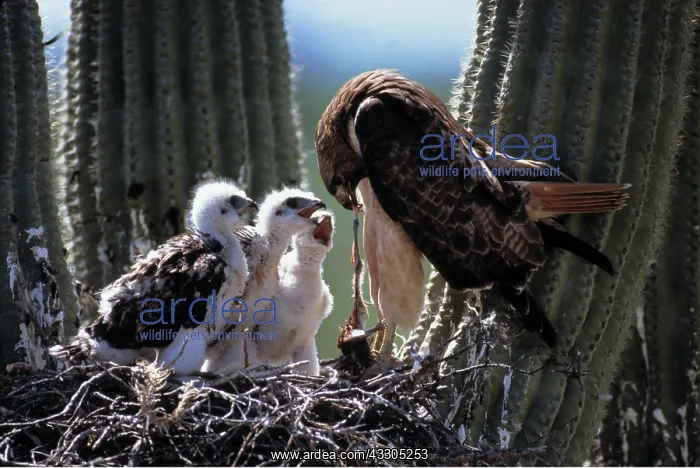 : Red-Tailed Hawk - on nest feeding young, in cactus : Red-Tailed Hawk - on nest feeding young, in cactus