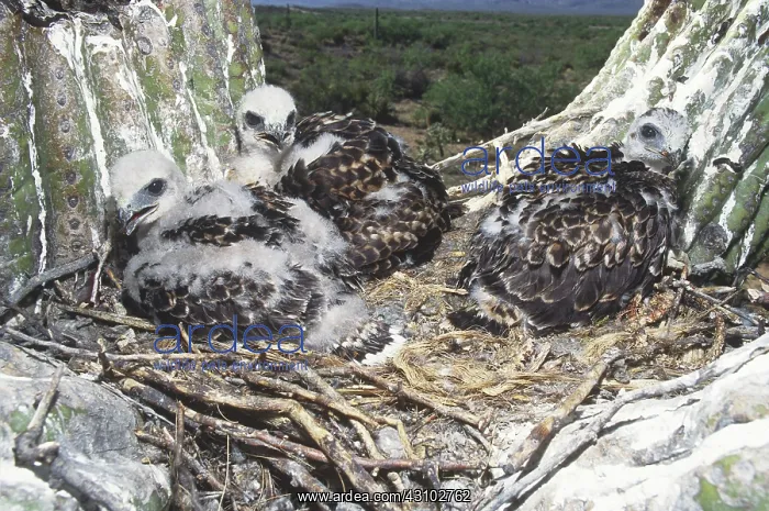 : Red-tailed Hawk Nestlings : Red-tailed Hawk Nestlings