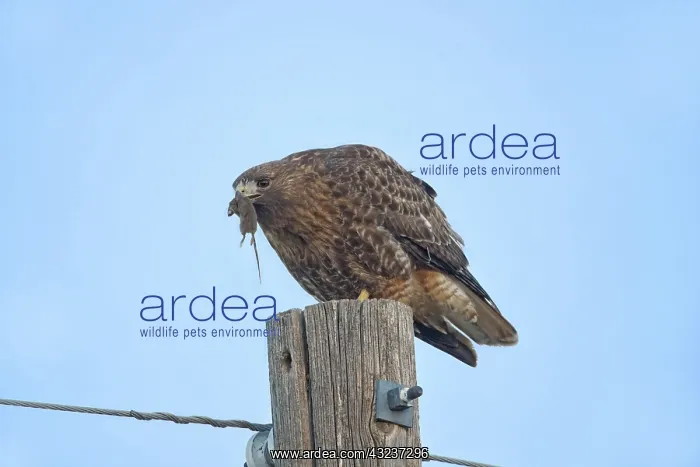  : Red-tailed hawk Perched eating mouse