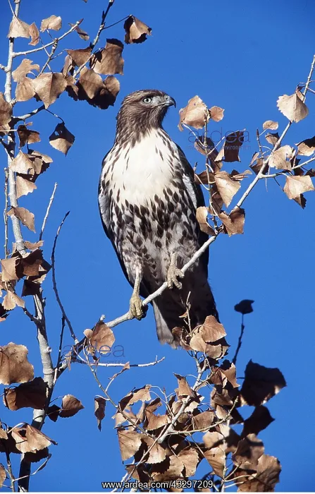 : RED-TAILED HAWK - IN TREE : RED-TAILED HAWK - IN TREE