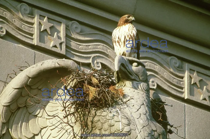 : Red-tailed Hawk at urban nest : Red-tailed Hawk at urban nest