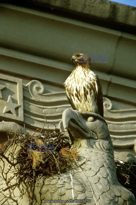 : Red-tailed Hawk at urban nest : Red-tailed Hawk at urban nest