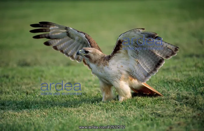 : RED-TAILED HAWK - WINGS SPREAD : RED-TAILED HAWK - WINGS SPREAD