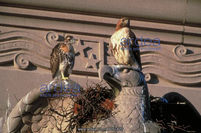: Red-tailed Hawks : Red-tailed Hawks