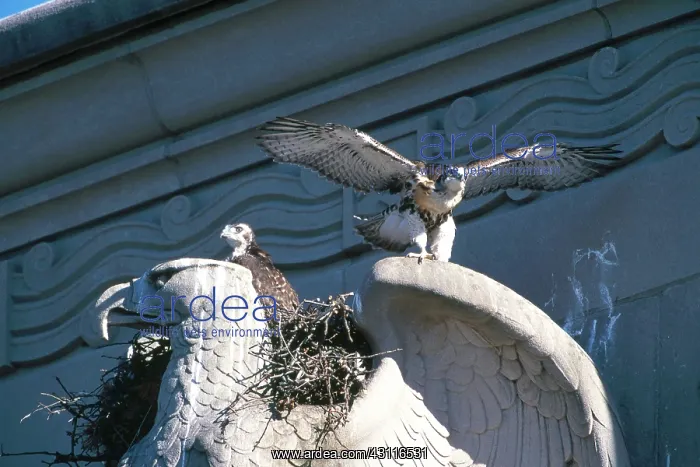 : Red-tailed Hawks : Red-tailed Hawks