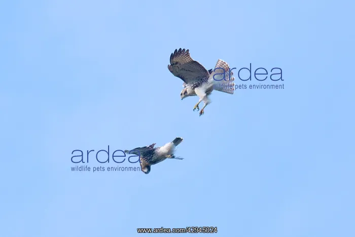 : Red-tailed Hawks in flight, 2 immature birds playing : Red-tailed Hawks in flight, 2 immature birds playing