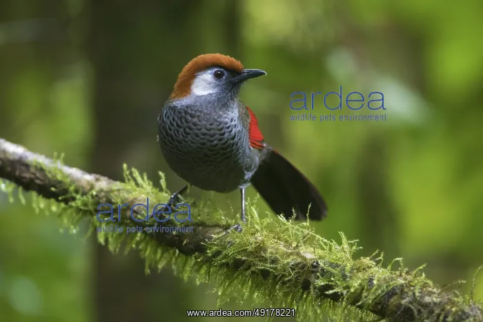 : Red-tailed Laughingthrush (Trochalopteron milnei) perched on a log : Red-tailed Laughingthrush (Trochalopteron milnei) perched on a log