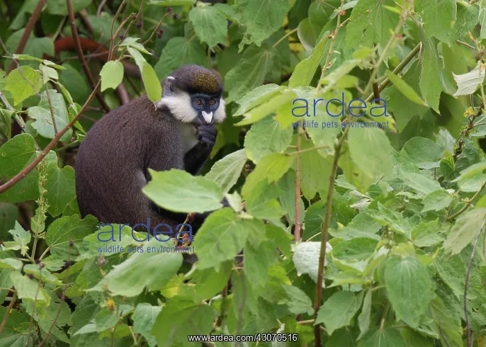 : Red-tailed monkey : Red-tailed monkey
