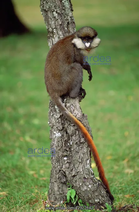 : Red-tailed Monkey / Schmidt's Guenon / Schmidt's : Red-tailed Monkey / Schmidt's Guenon / Schmidt's