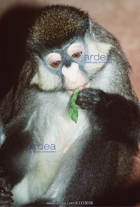 : Red-tailed Monkey / Schmidt's Guenon / Schmidt's : Red-tailed Monkey / Schmidt's Guenon / Schmidt's