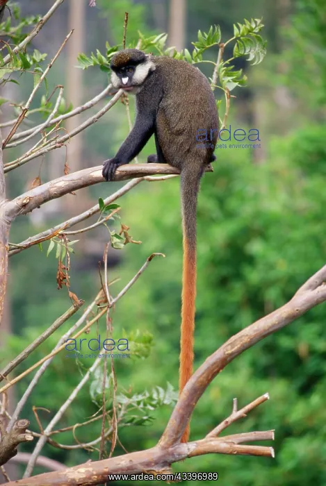 : Red-tailed Monkey / Schmidt's Guenon / Schmidt's : Red-tailed Monkey / Schmidt's Guenon / Schmidt's