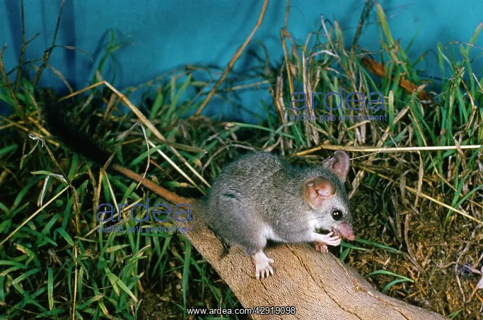 : Red-tailed Phascogale : Red-tailed Phascogale
