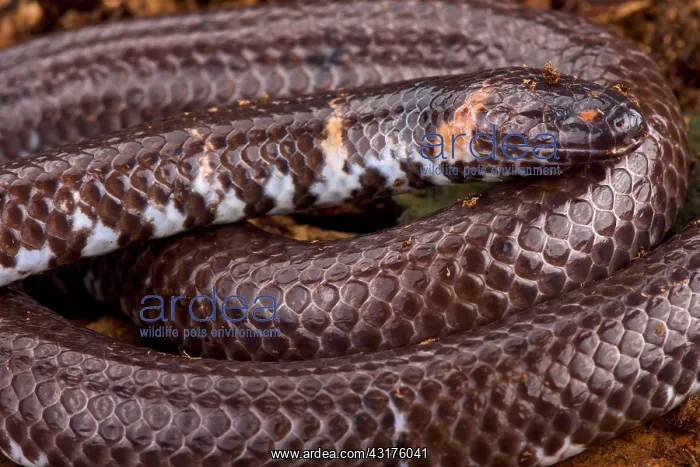: Red-tailed pipe snake (Cylindrophis ruffus), Thailand : Red-tailed pipe snake (Cylindrophis ruffus), Thailand