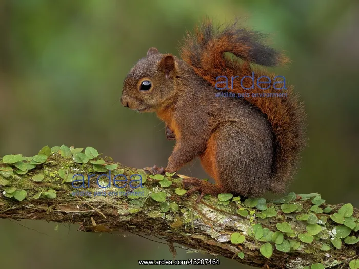 : Red-tailed Squirrel (Sciurus granatensis), Mindo, Ecuador : Red-tailed Squirrel (Sciurus granatensis), Mindo, Ecuador