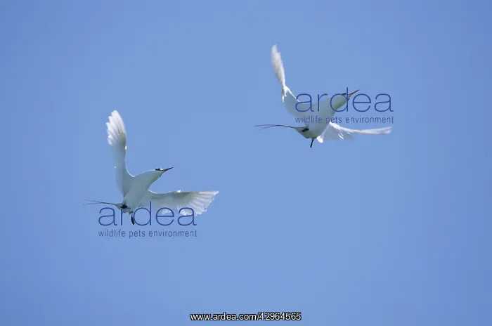 : Red Tailed Tropic Bird - Display Flight : Red Tailed Tropic Bird - Display Flight