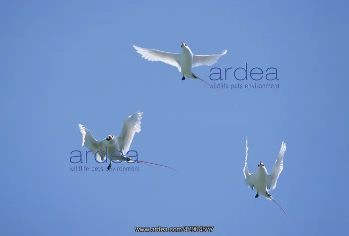 : Red Tailed Tropic Bird - Display Flight : Red Tailed Tropic Bird - Display Flight