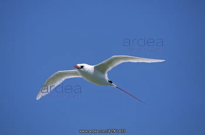 : Red-tailed Tropic Bird - In Flight : Red-tailed Tropic Bird - In Flight