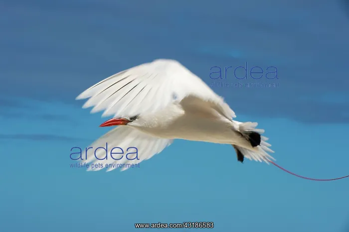 : Red tailed tropic bird (Phaethon rubricauda) in : Red tailed tropic bird (Phaethon rubricauda) in