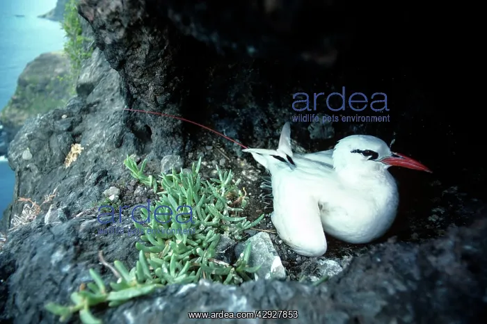 : Red-tailed Tropicbird : Red-tailed Tropicbird