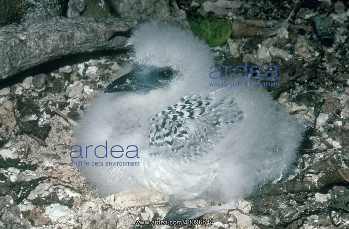  : Red-tailed Tropicbird Chick