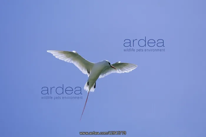 : Red-tailed Tropicbird - display Flight : Red-tailed Tropicbird - display Flight