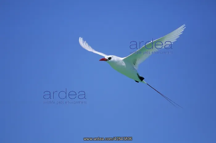 : Red-tailed Tropicbird - In Flight : Red-tailed Tropicbird - In Flight