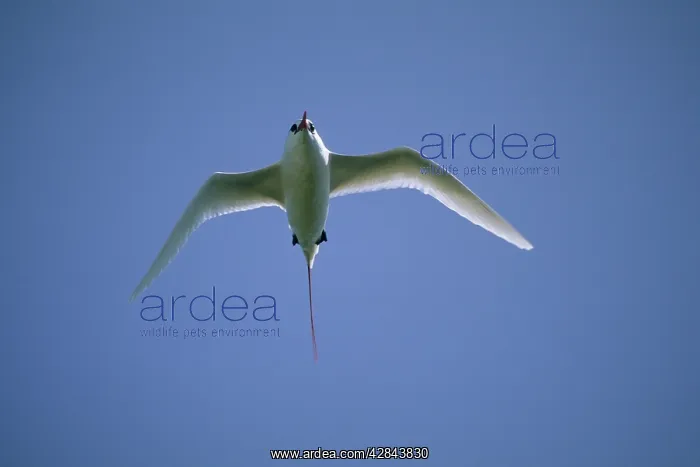 : Red-tailed Tropicbird - In Flight : Red-tailed Tropicbird - In Flight