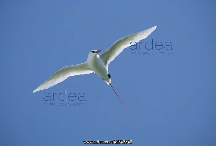 : Red-tailed Tropicbird - In Flight : Red-tailed Tropicbird - In Flight