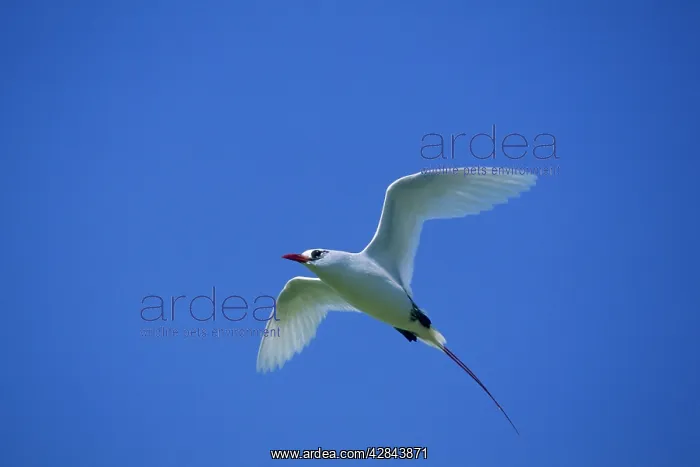 : Red-tailed Tropicbird - In Flight : Red-tailed Tropicbird - In Flight