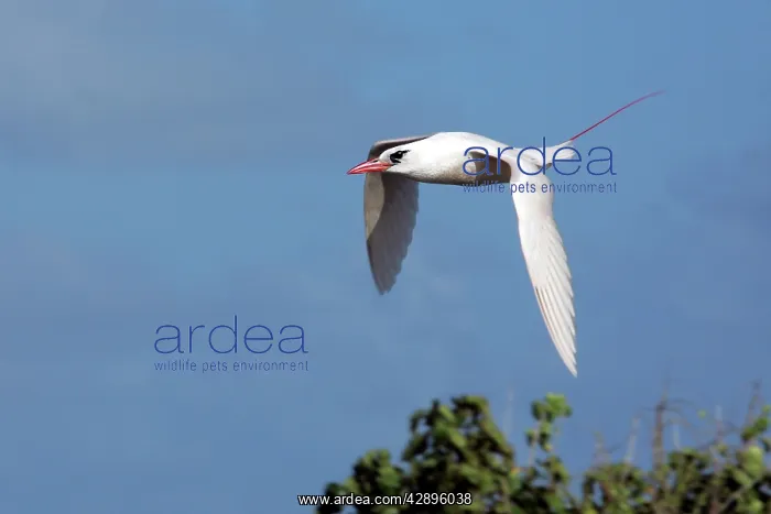 : Red-tailed Tropicbird - in flight : Red-tailed Tropicbird - in flight