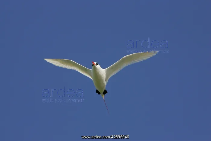 : Red-tailed Tropicbird - in flight : Red-tailed Tropicbird - in flight