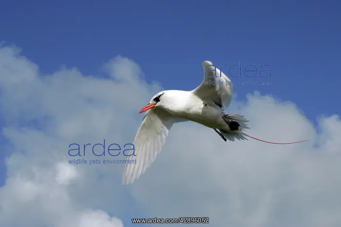 : Red-tailed Tropicbird - in flight : Red-tailed Tropicbird - in flight