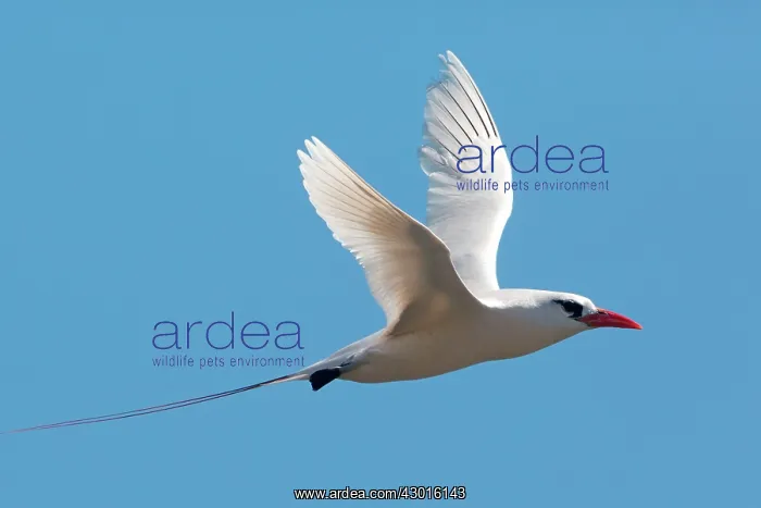 : Red-tailed Tropicbird in flight : Red-tailed Tropicbird in flight