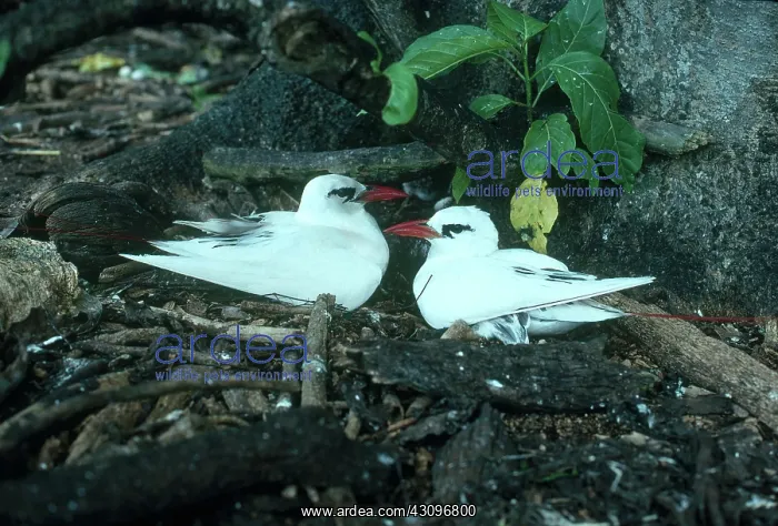 : Red-tailed Tropicbirds : Red-tailed Tropicbirds
