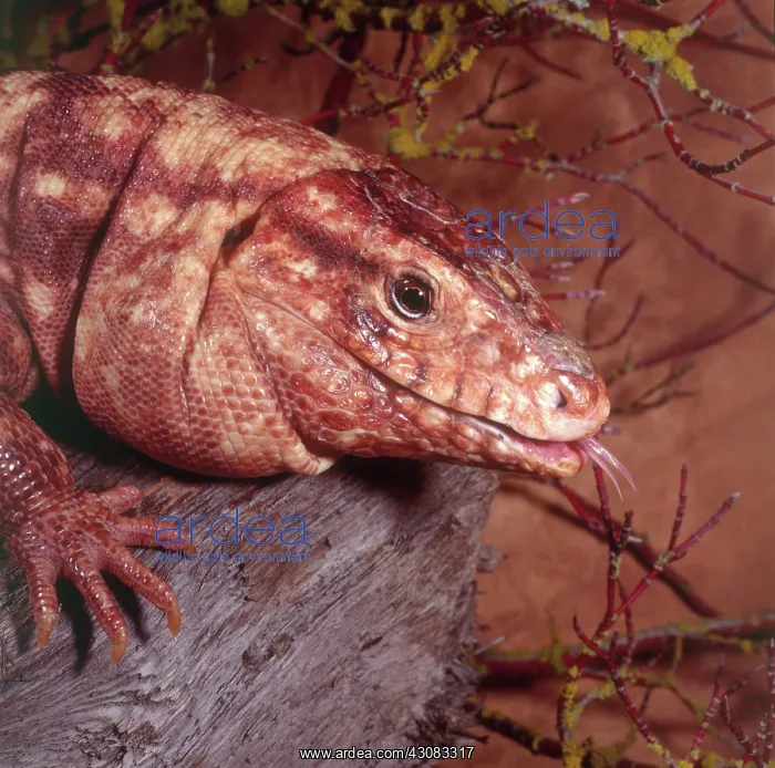 : Red Tegu (Tupinambis rufescens) : Red Tegu (Tupinambis rufescens)