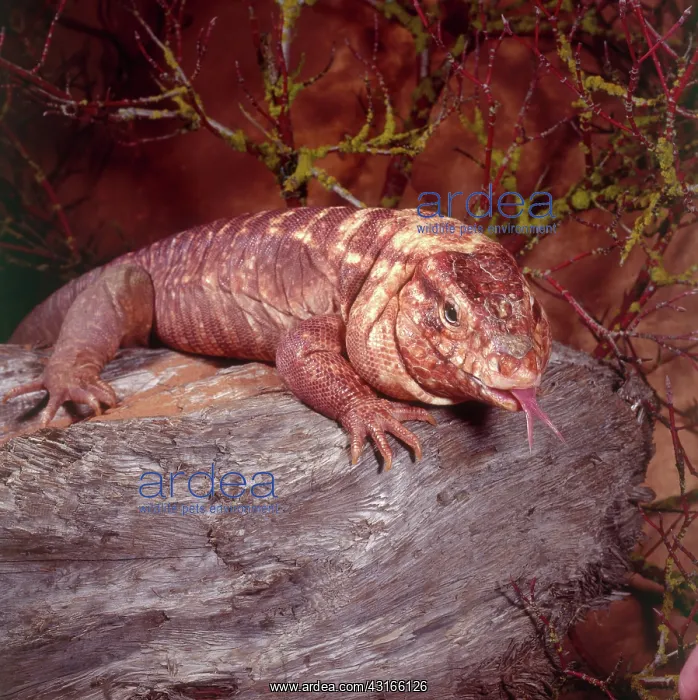: Red Tegu (Tupinambis rufescens) Threatened species. Savanna, Argentina : Red Tegu (Tupinambis rufescens) Threatened species. Savanna, Argentina