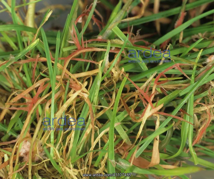 : Red thread fungal infection on turfgrass : Red thread fungal infection on turfgrass