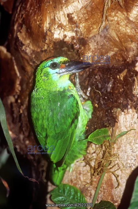 : Red-throated Barbet - female excavating nest hole : Red-throated Barbet - female excavating nest hole